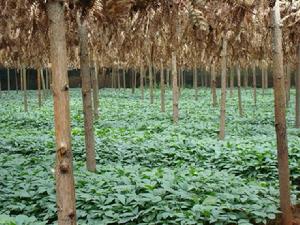 下卡作村的種植