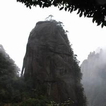 神龍戲松 神龍戲松