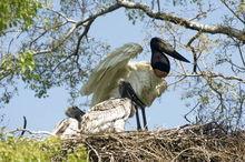 潘塔奈爾保護區