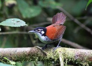 栗葦鷦鷯 栗葦鷦鷯