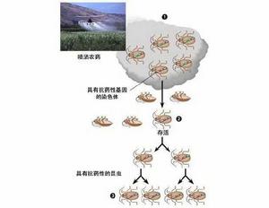 昆蟲解毒酶 昆蟲解毒酶