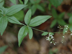 假拉拉藤組 假拉拉藤組