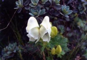 滇北烏頭 滇北烏頭