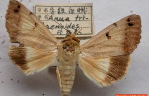 枯安紐夜蛾 枯安紐夜蛾