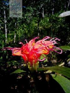 大花芒毛苣苔 大花芒毛苣苔