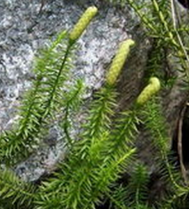 杉蔓石松 杉蔓石松