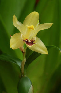 單唇貝母蘭 單唇貝母蘭