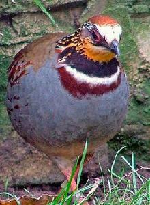 白眉山鷓鴣 白眉山鷓鴣