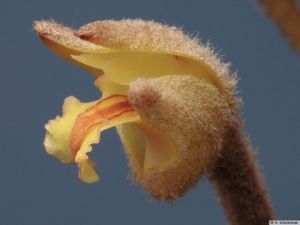 毛柱胡頹子 毛柱胡頹子