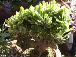 金麒麟花 金麒麟花