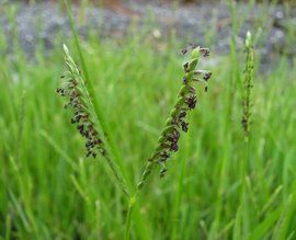 雙穗雀稗 雙穗雀稗