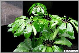 澳洲鵝掌柴 澳洲鵝掌柴