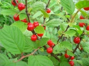 雙花山櫻桃 雙花山櫻桃