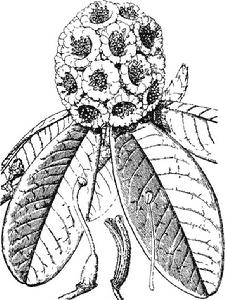 線裂杜鵑 線裂杜鵑