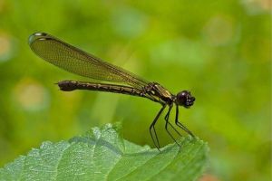 間翅亞目 間翅亞目