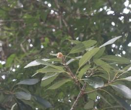飯甑青岡 飯甑青岡