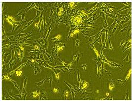 原代細胞 原代細胞