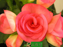 麗格海棠花瓣特寫圖