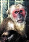 紅面短尾猴 紅面短尾猴
