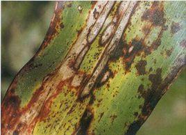 高粱煤紋病 高粱煤紋病