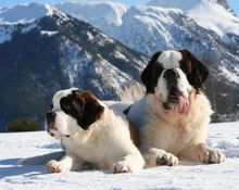 St. Bernard (dog)