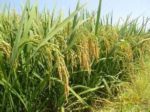 金穗八號 金穗八號