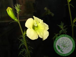 黃花角蒿 黃花角蒿