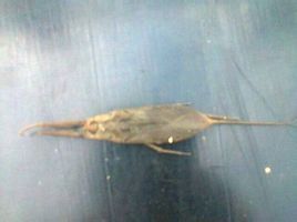 球狀許水蚤 球狀許水蚤