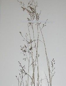 長畫眉草 長畫眉草