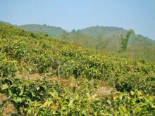 勐海巴達茶山