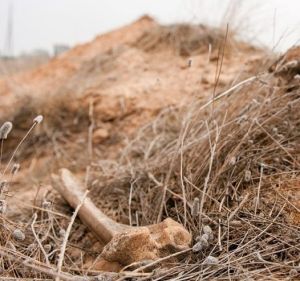 阿布·薩利姆監獄大屠殺 阿布·薩利姆監獄大屠殺