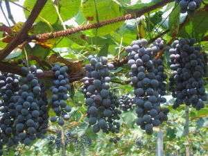 湘珍珠刺葡萄
