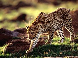 Leopard[動物 - Leopard 豹]