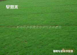 河南鄢陵專業草坪花木基地 河南鄢陵專業草坪花木基地