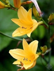 金娃娃萱草 金娃娃萱草