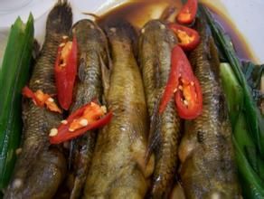 紫砂竹蟶海馬 紫砂竹蟶海馬