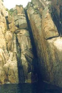 火山金絲燕 火山金絲燕