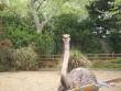 紅頸鴕鳥