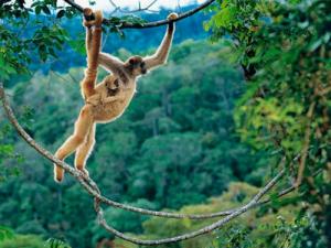 性情溫和的巴西蛛猴為情變殺手