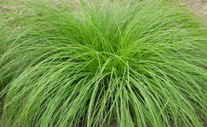 小苞葉苔草 小苞葉苔草