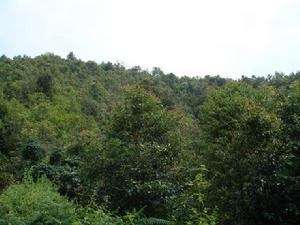 章家四隊村生態林