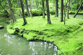 苔蘚植物門 苔蘚植物門