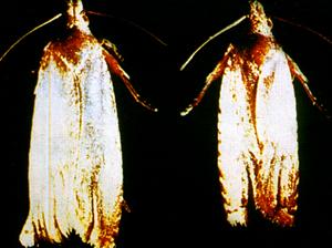 甘蔗黃螟 甘蔗黃螟