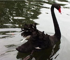 黑天鵝效應 黑天鵝效應