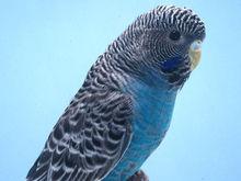 黑臉種（Blackface）