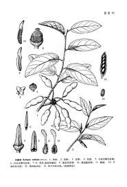 木瓣樹屬 木瓣樹屬