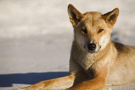 澳洲野狗 澳洲野狗