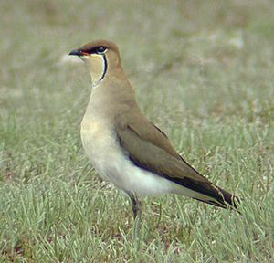 黑翅燕鴴 黑翅燕鴴