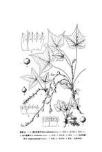 貢山茶藨子（變種）