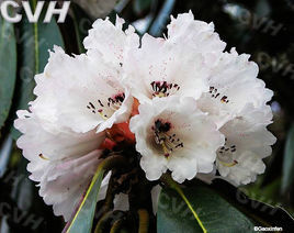 假乳黃杜鵑(亞種) 假乳黃杜鵑(亞種)